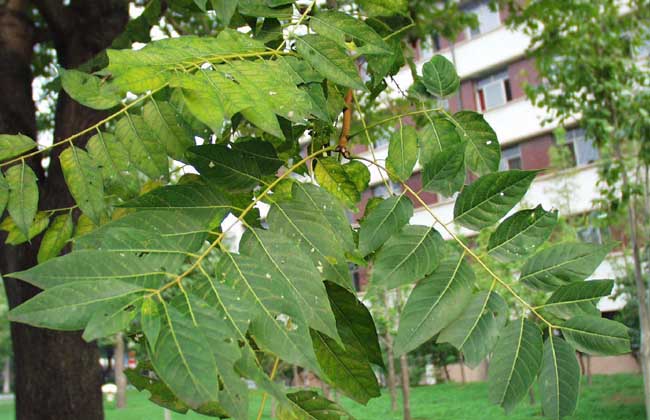 臭椿树种植技术