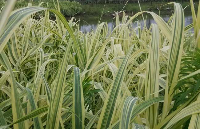 花叶芦竹的养殖方法