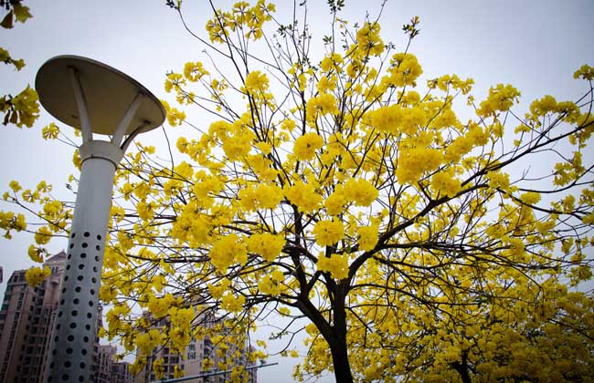 黄花风铃木