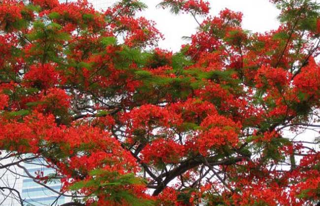 红花楹栽培技术