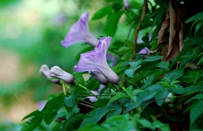 牵牛花