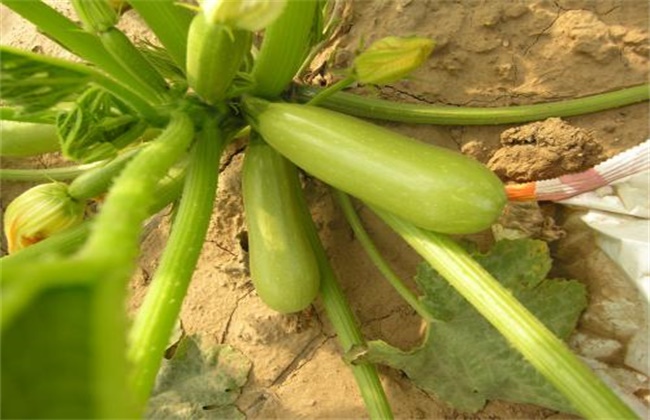 西葫芦种植时间和方法