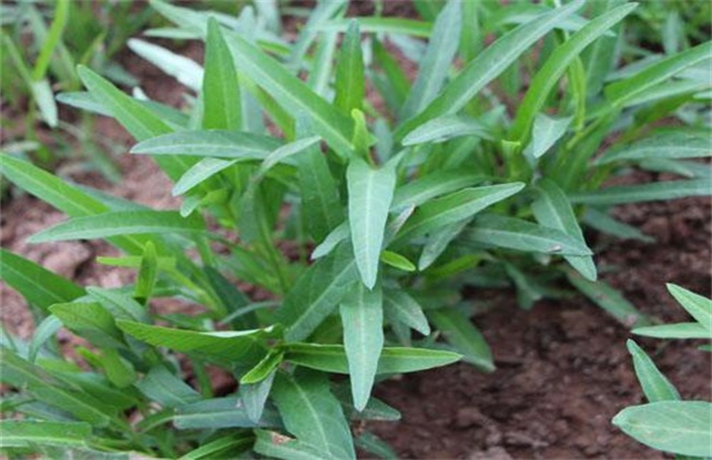 空心菜的种植方法和时间