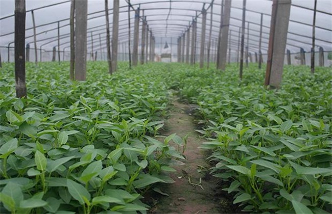 空心菜的种植方法和时间