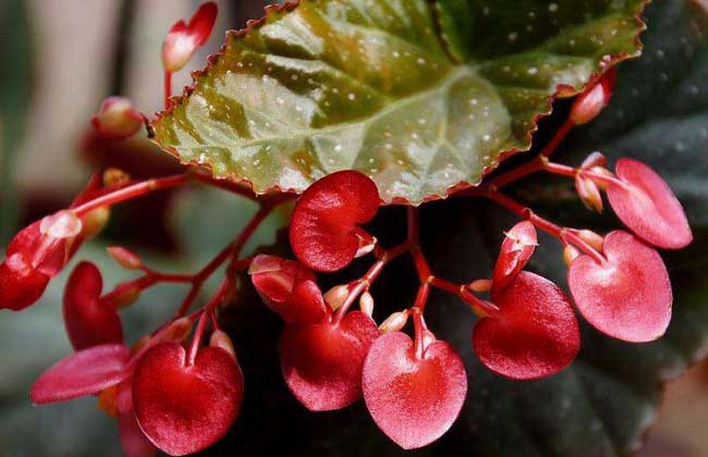 竹节海棠