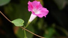 牵牛花种子价格及种植方法