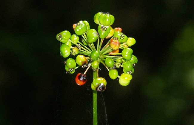 竹节参