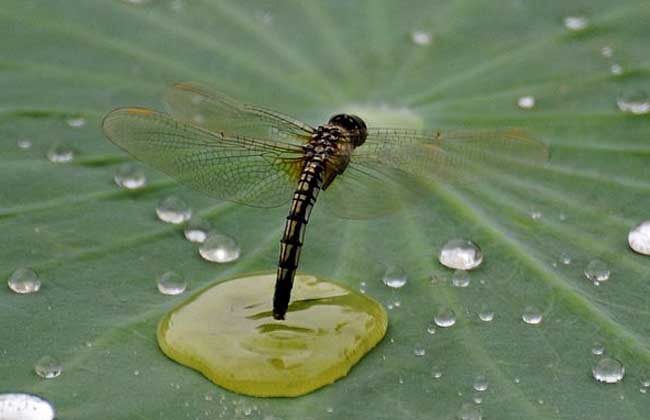 蜻蜓点水