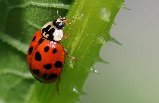 瓢虫是益虫还是害虫