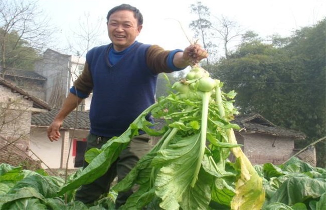 田间管理 榨菜 方法