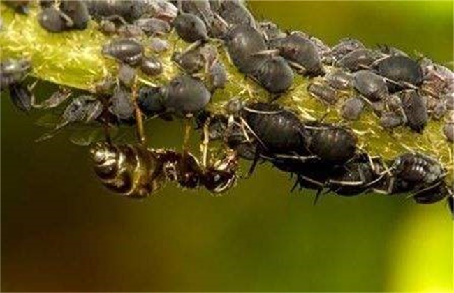 芒果落花落果的原因及防治方法