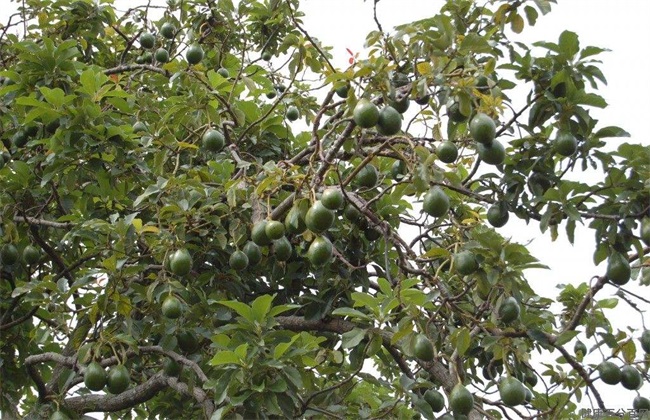 牛油果 常见病害 防治方法