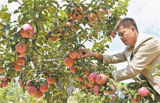 苹果 种植 方法