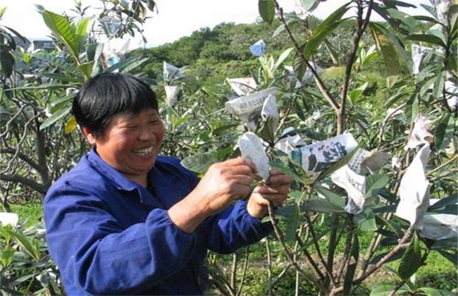 枇杷套袋的原因及方法