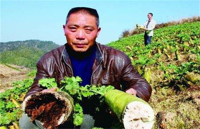 萝卜空心的原因及防治方法