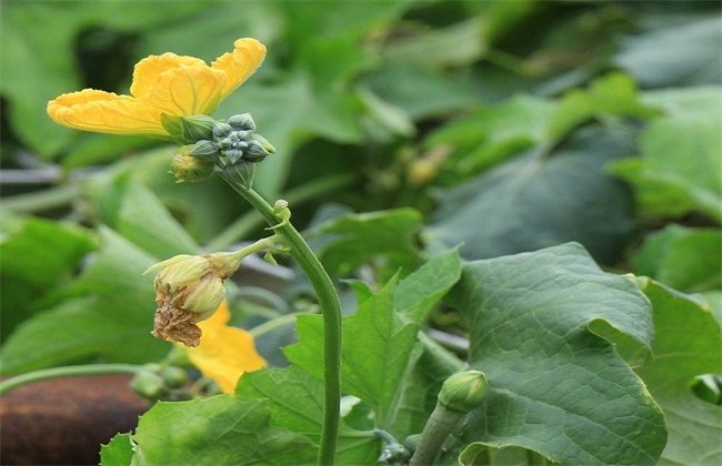 丝瓜烂花的原因及防治方法