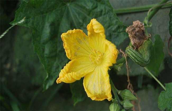 丝瓜烂花的原因及防治方法