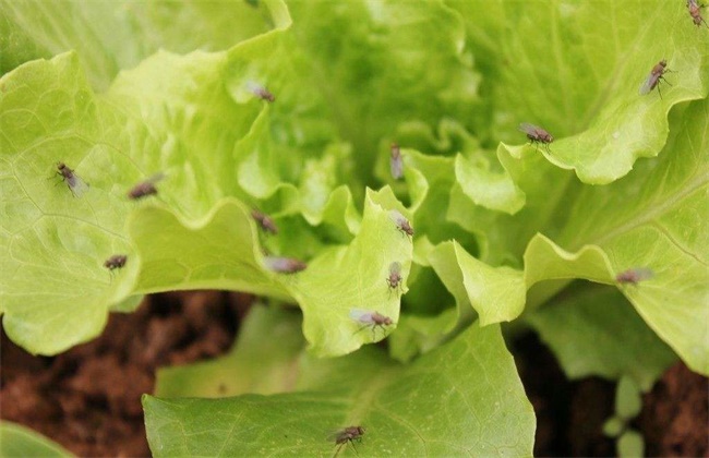 生菜病虫害的防治方法