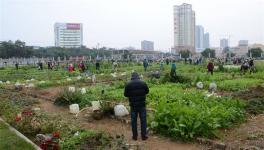 生菜高产施肥技术