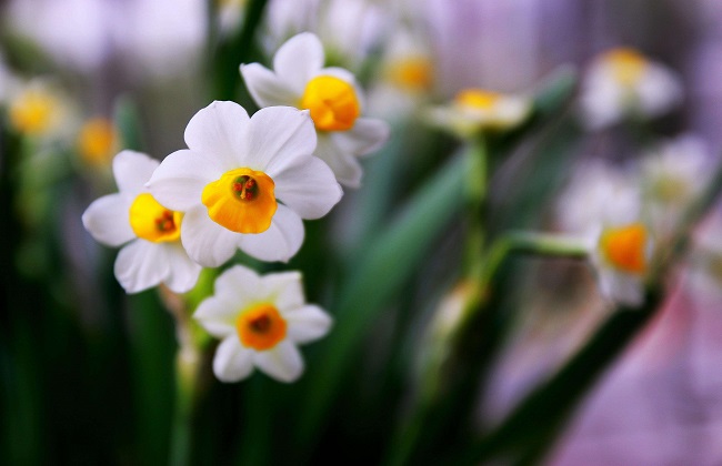 水仙花