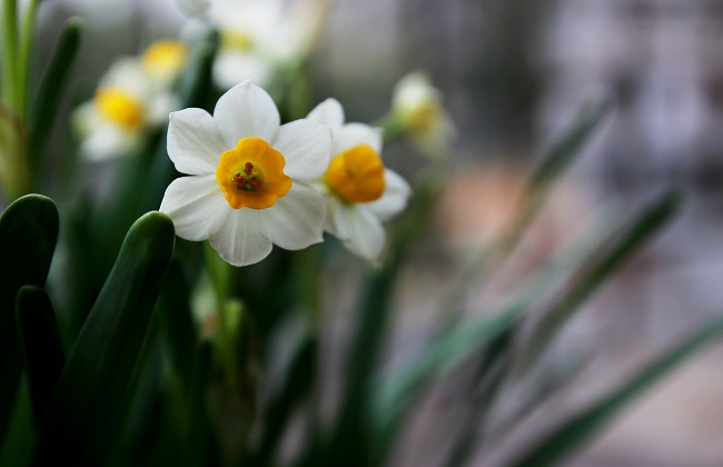 水仙花