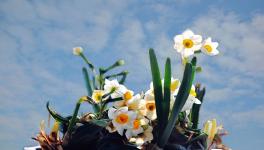 水仙花怎么催芽 