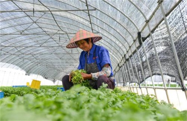 大棚香菜种植技术