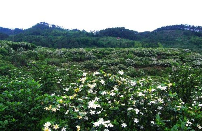 栀子花