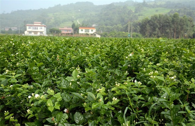 茉莉花 种植 注意事项