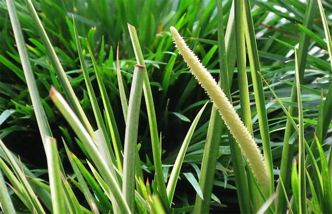 密植情况