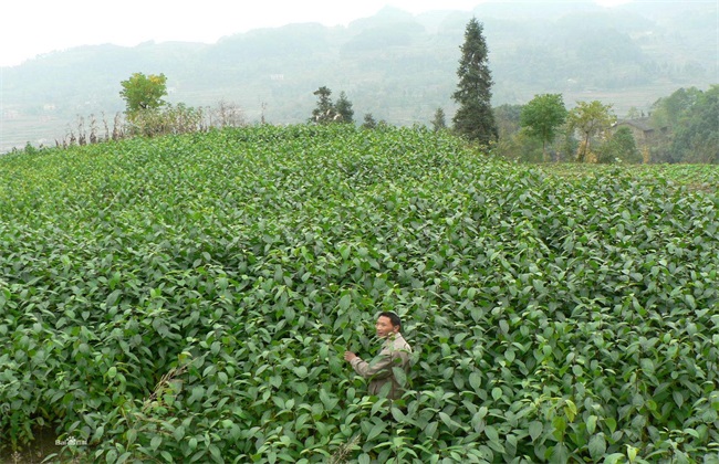 杜仲 种植 方法