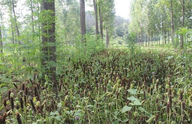 夏枯草怎么种植