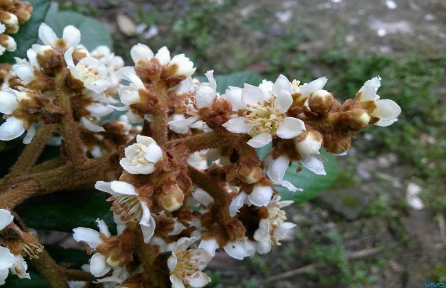 枇杷花