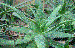 芦荟泡酒的功效与制作方法