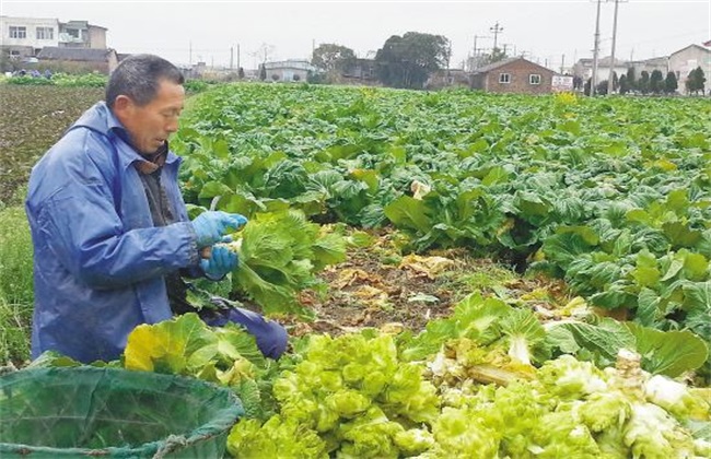 娃娃菜 管理 要点