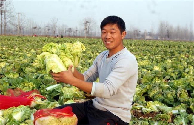 娃娃菜 管理 要点