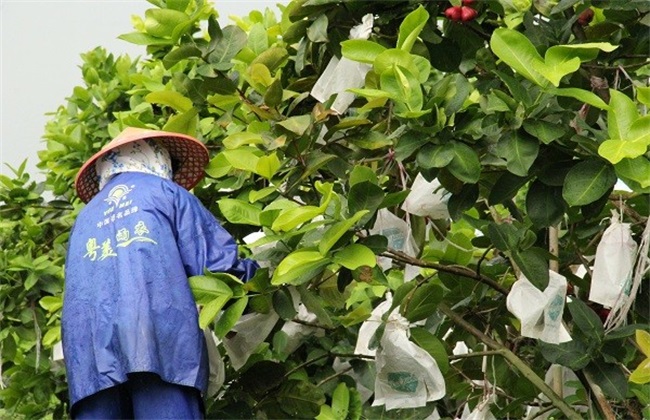 莲雾 催花保果 技术