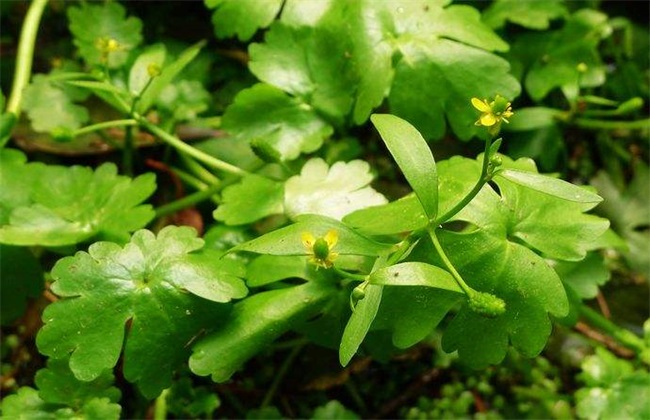 石龙芮 栽培 技术