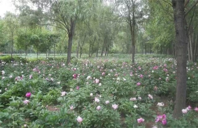 芍药 繁殖 方法