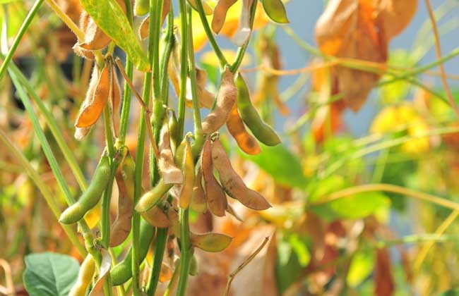 黄豆种植技术