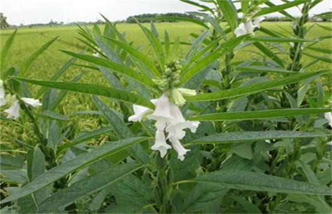 芝麻高产施肥技术