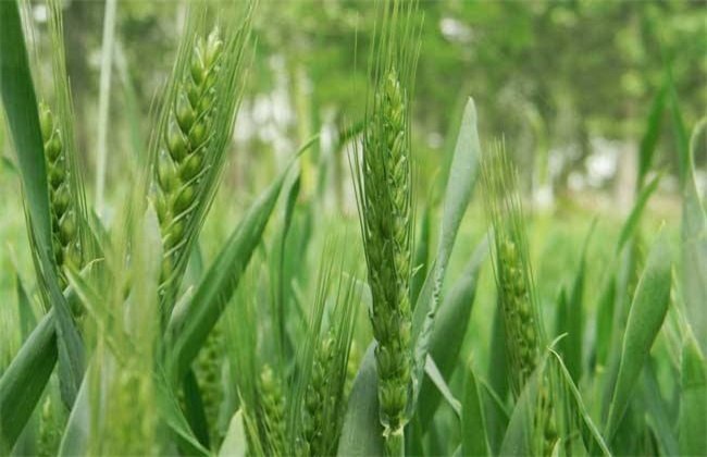 冬小麦 需肥特点 种植