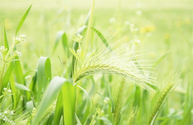 种植小麦 优点 深耕