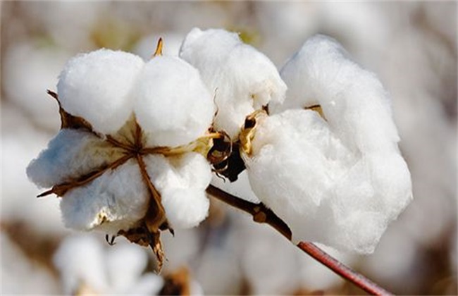 防治措施 棉花 死苗