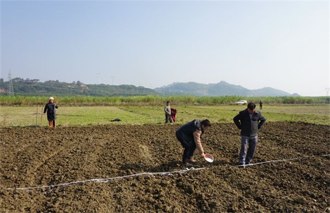 冬小麦种植技术