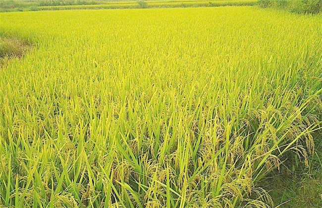 田间管理 水稻 夏季