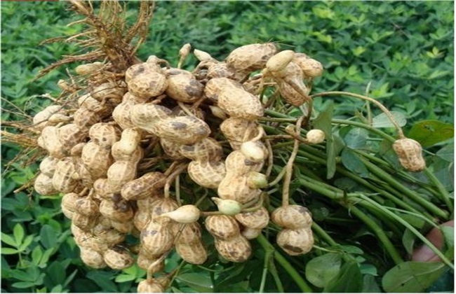 田间管理 花生 种植