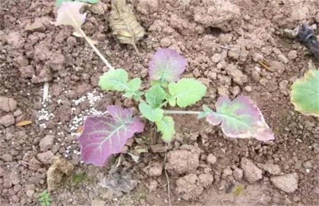 棉花僵苗的原因及防治方法