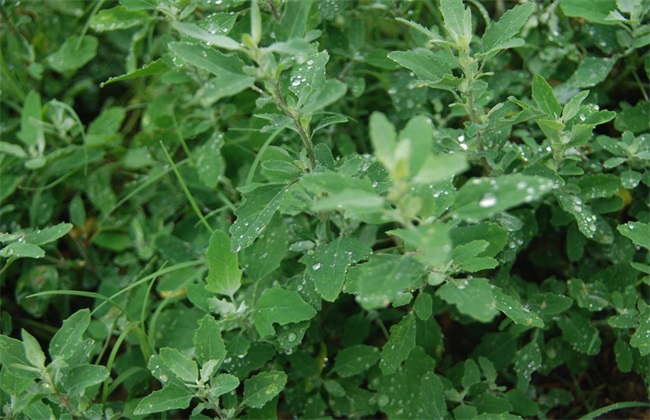 哪些 野菜 种植前景好