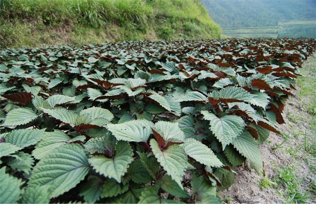 哪些 野菜 种植前景好